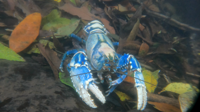 Photo of an old lamington spiny crayfish