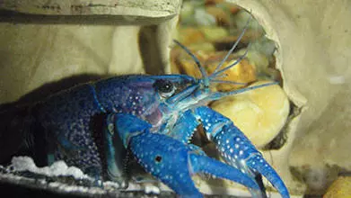 Photo of a crayfish