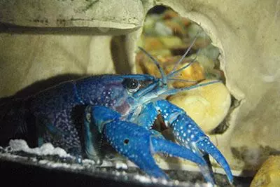 Photo of a crayfish